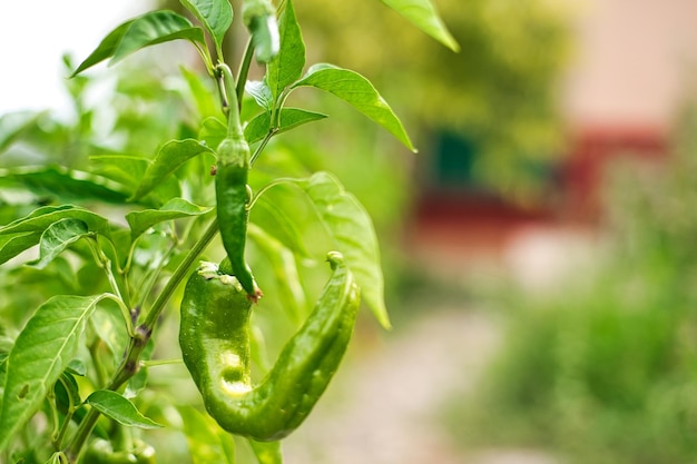 Green peppers in the orchard