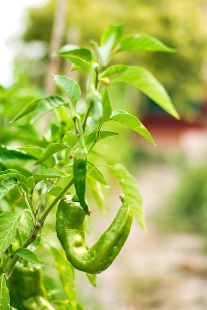 Green peppers in the orchard