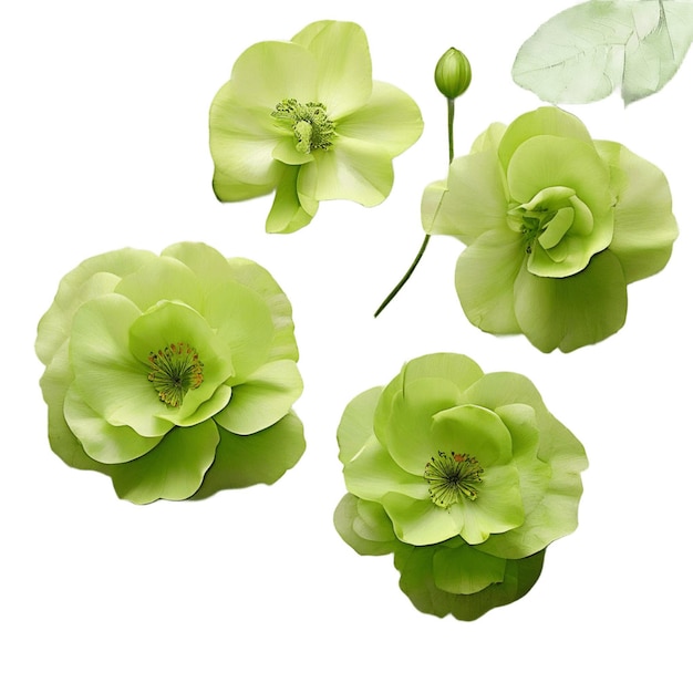 green petals