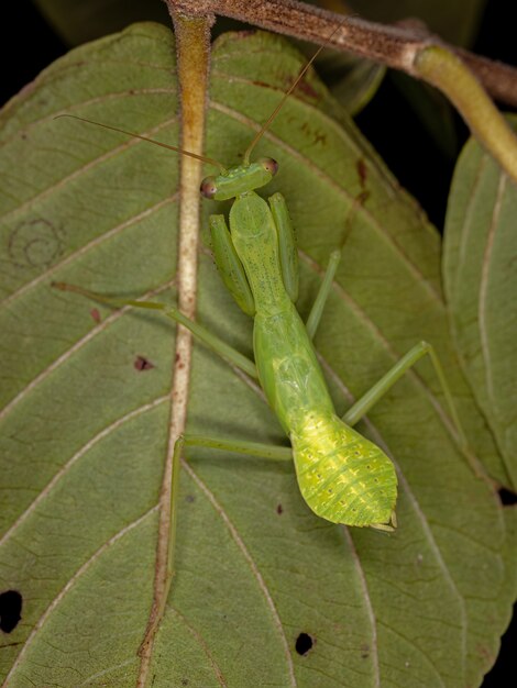 Green Photinaid Mantis Nymph of the Tribe Photinaini