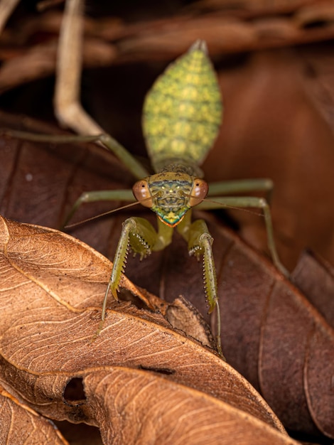 Green Photinaid Mantis Nymph