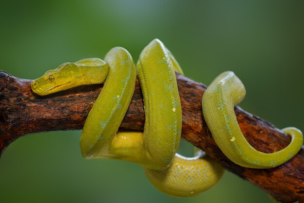 green phyton on the tree in tropical garden