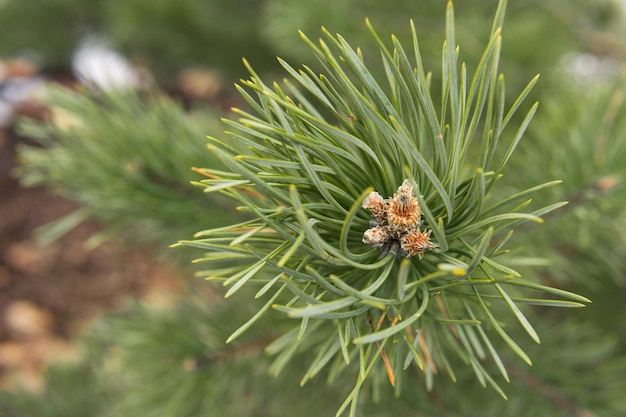 Green pine branch closeup with young bud Coniferous tree in the forest