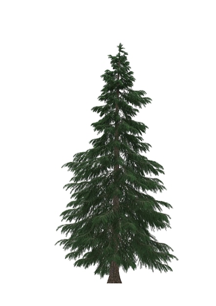 Green Pine christmas tree isolated on white background Banner design 3D illustration cg render