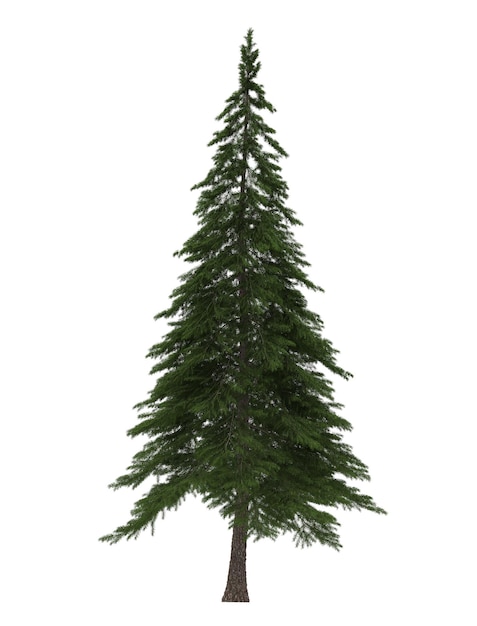 Green Pine christmas tree isolated on white background Banner design 3D illustration cg render