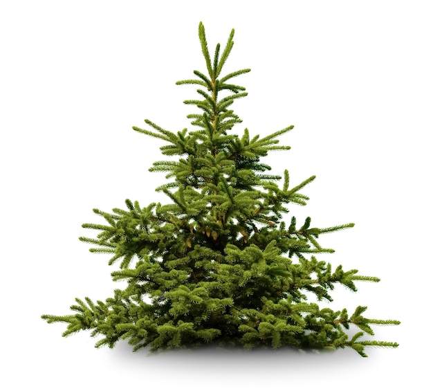 Green Pine christmas tree isolated on white closeup