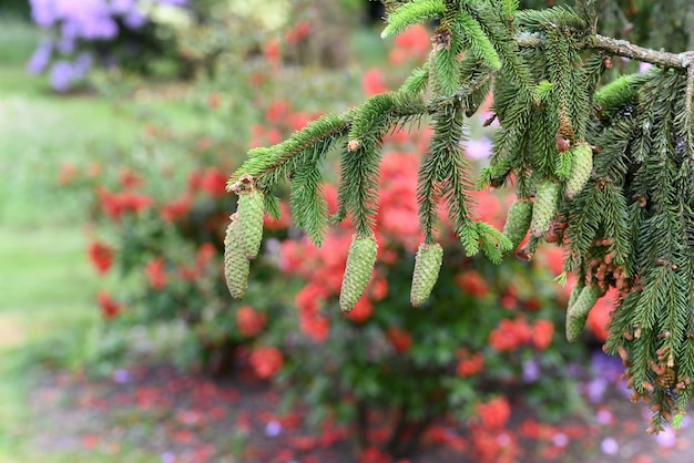 Green pine cones on a pine branch in summer