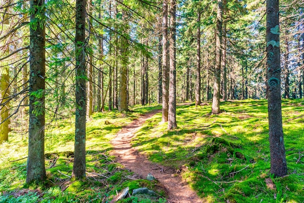 Green pine forest landscape