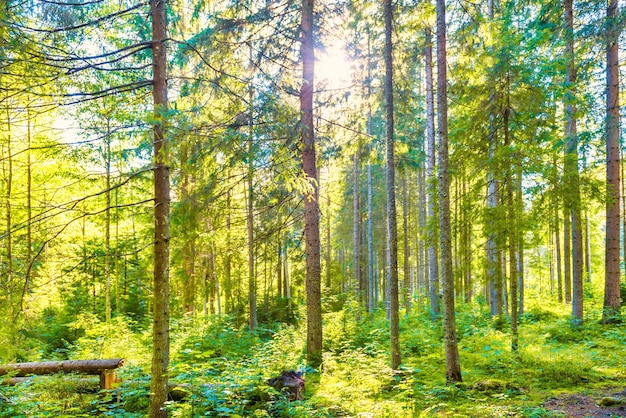 Green pine forest