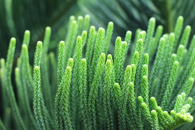 Green pine leaves occur naturally.