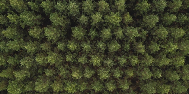 Green pine tree tops dark green color  aerial overhead drone view