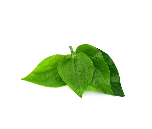 Green Piper betel leaf isolated on the white background. Thai herb, Thai food (Wildbetal Leafbush) (Piper sarmentosum Roxb)