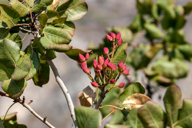 Green pistachios on a branch closeup