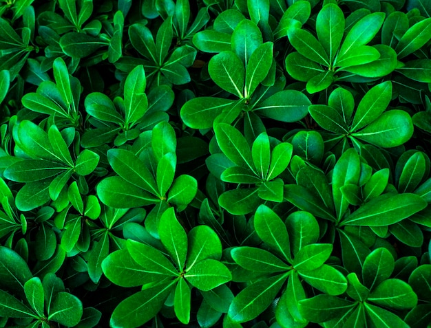 Green plant background close up