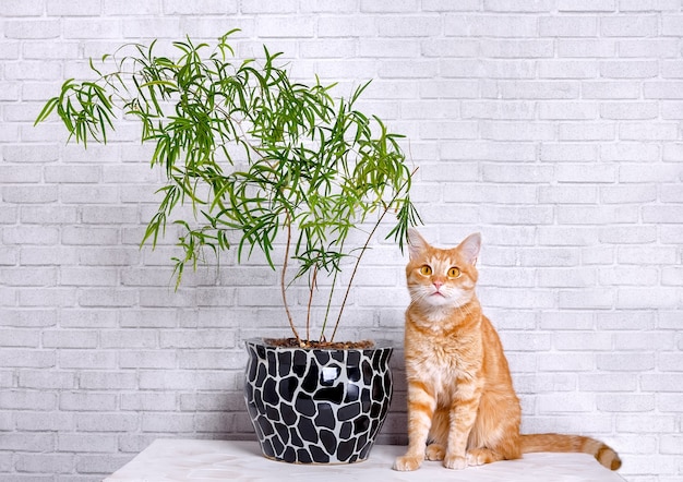 Green plant and cat in white room