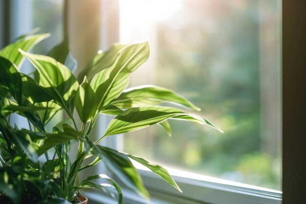 Green plant close to window in the morning