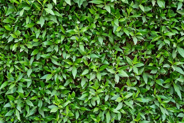 Green plant foliage as a. Abstract texture