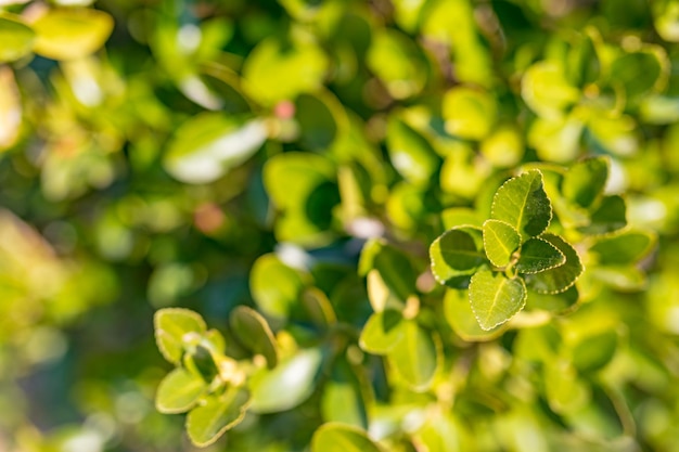 Green plant, fresh spring floral green bush, green leaves under sunlight