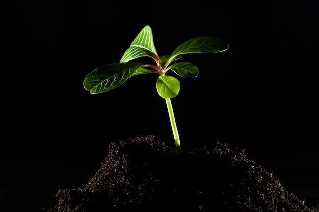 Green plant growing in good soil. Banner with copy space. Agriculture, organic gardening, planting or ecology concept. Young sprouts, seedlings growing. New life concept.