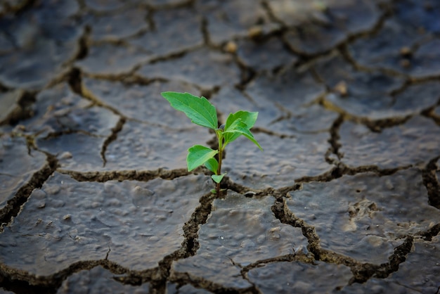 Green plant growing trough dead soil. 