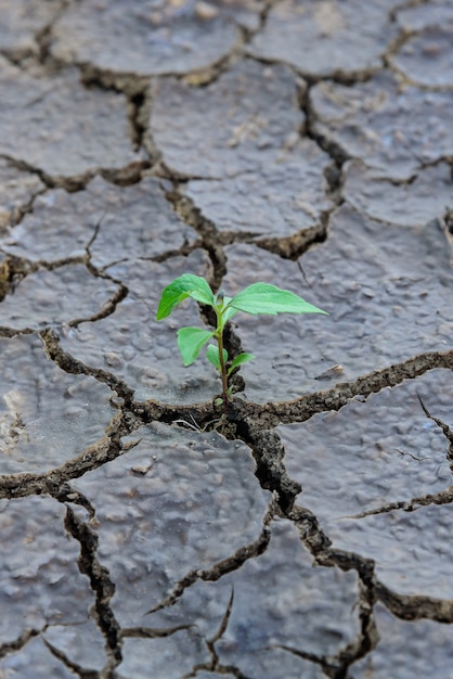 Green plant growing trough dead soil. 