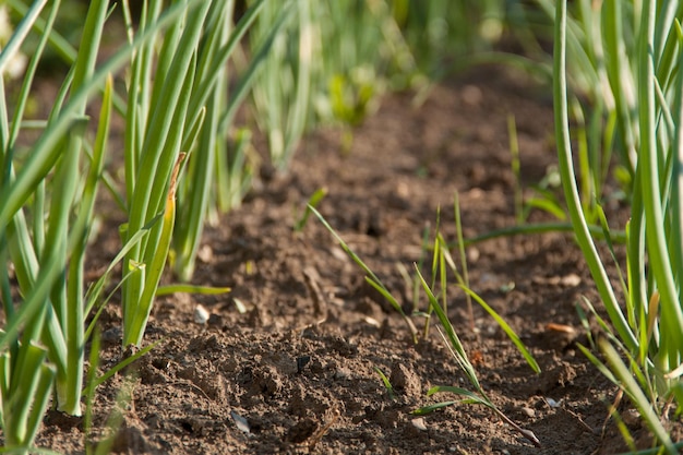 A green plant grows out of the ground Spring and germination Growth