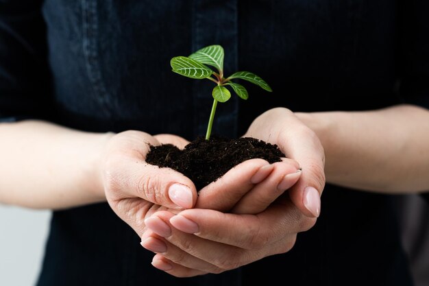 Green plant in the hand, sprout earth.