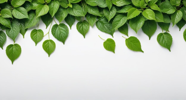 a green plant is a symbol of the word mint