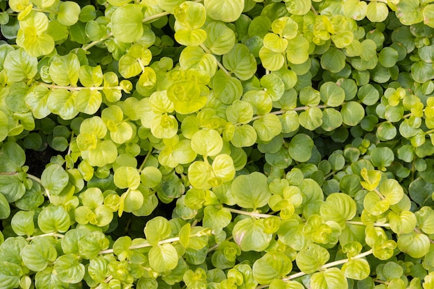 Green plant known as creeping Jenny bacground texture