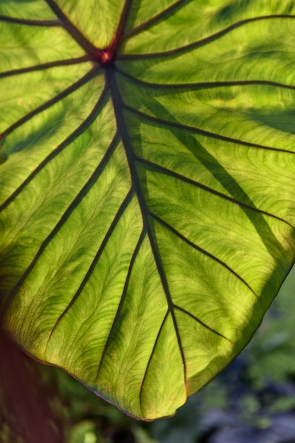 Green plant leaves background