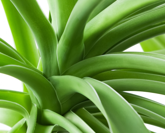 Green plant leaves close up