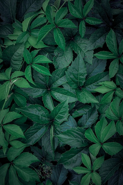 green plant leaves in the garden in springtime, green background