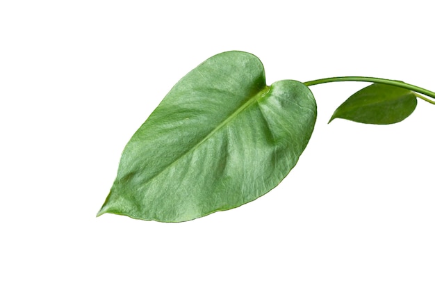 Green plant leaves isolated