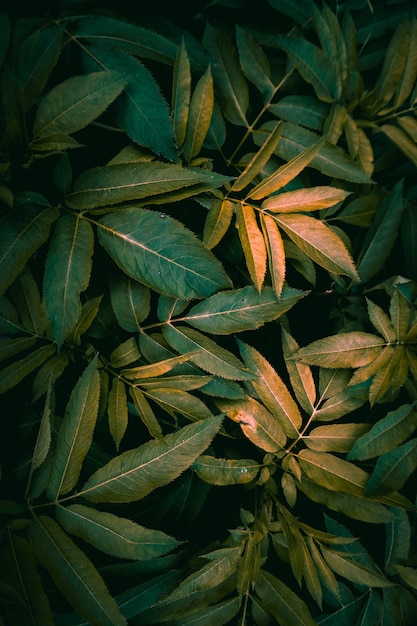 Green plant leaves in the nature in autumn season green background