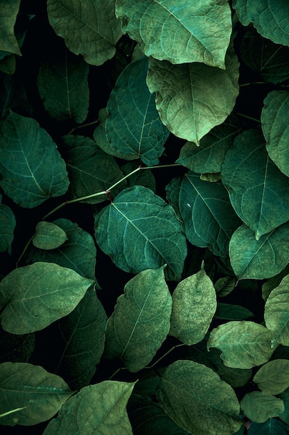 green plant leaves in the nature in spring season green background