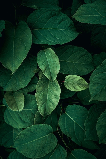 green plant leaves in the nature in spring season green background