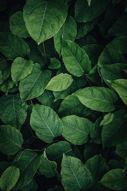 green plant leaves in the nature in spring season green background