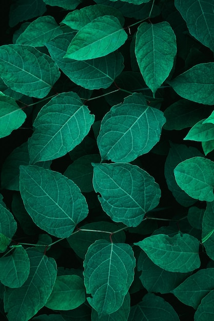 green plant leaves in the nature in springtime, green background