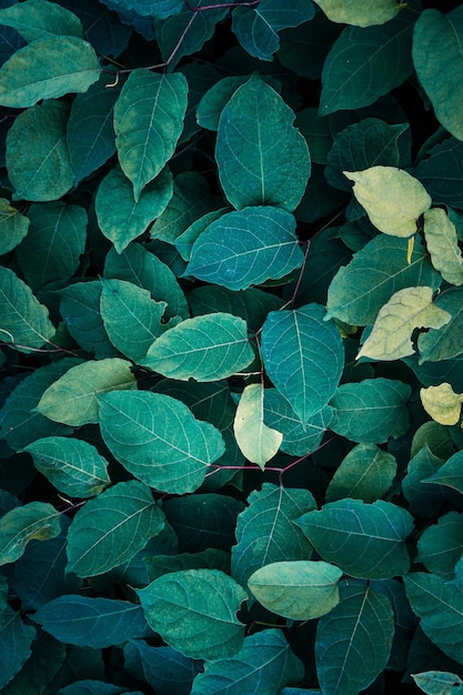 green plant leaves in the nature in springtime, green background