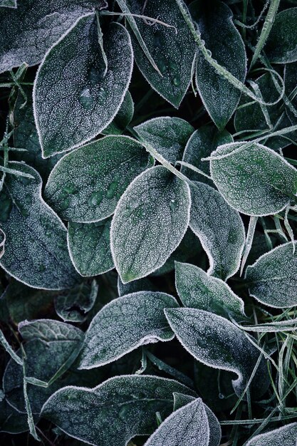 green plant leaves in the nature