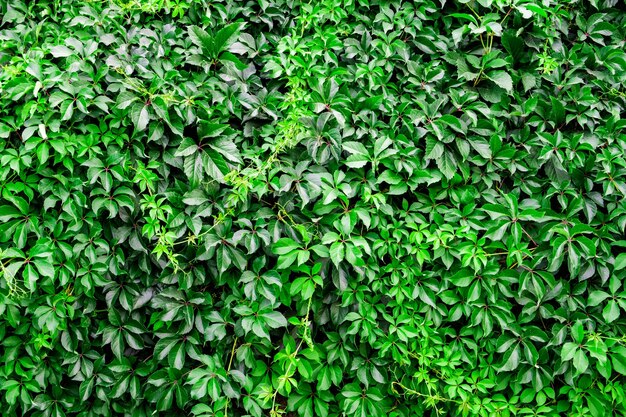 green plant leaves tree wall background texture