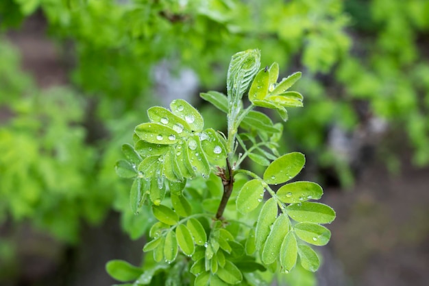 Green plant leaves with dew drops closeup