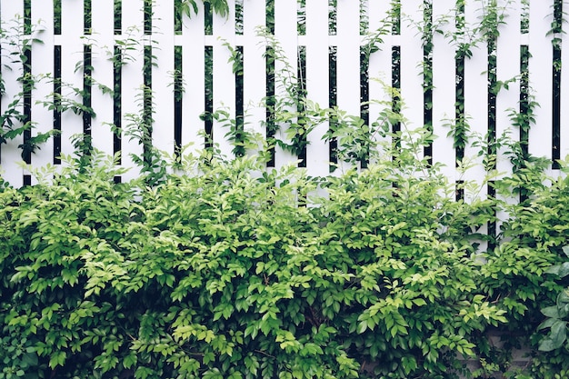 Green plant leaves with white wood fence