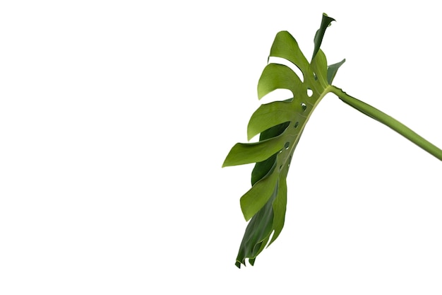 Green plant monstera isolated on a white background.