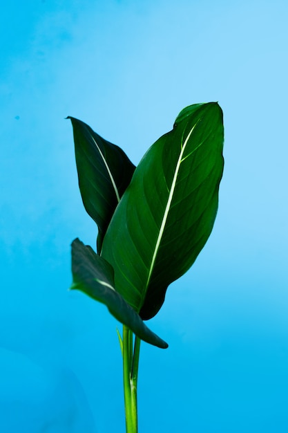 A green plant named Latin Dieffenbachia oerstedii