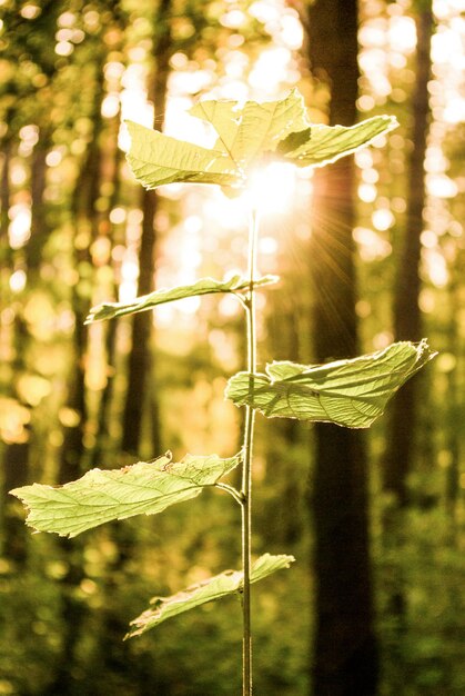 Green plant in nature background