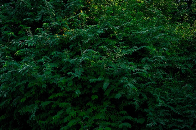 Green Plant and palm tree