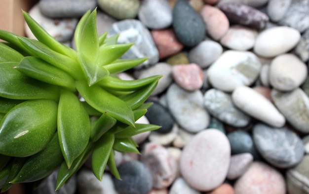 Green Plant On A Pebble Stones With Quartz Veins Live Nature Background