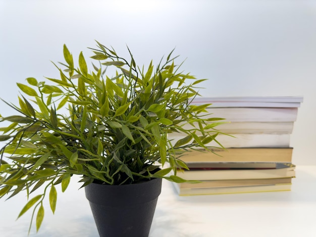 Green plant next to pile of books with white background creative photo