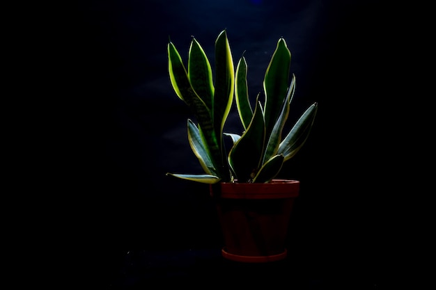 Green plant in a pot glowing dimly in a pitchblack room